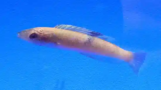 Black Patch Pencil Wrasse