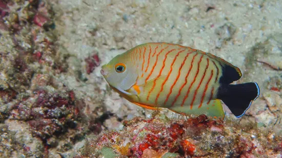 Eibli Angelfish