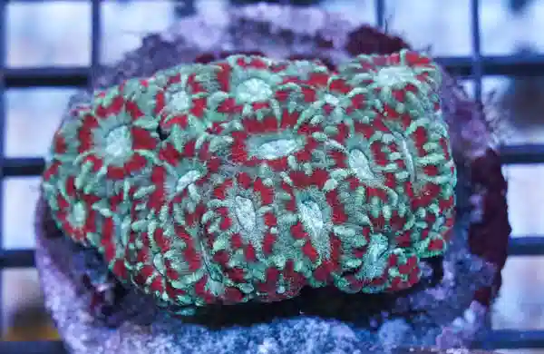 Acanthastrea Colored - Indo Pacific