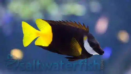 Fiji Bicolor Foxface