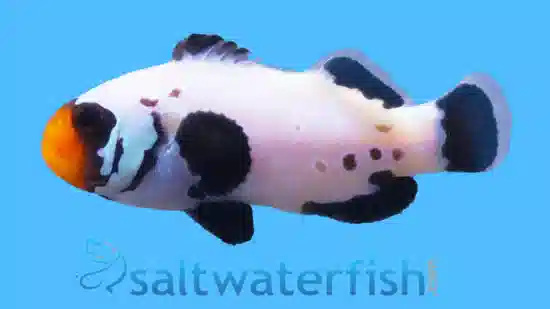 Frostbite Percula Cownfish - Cpative Bred