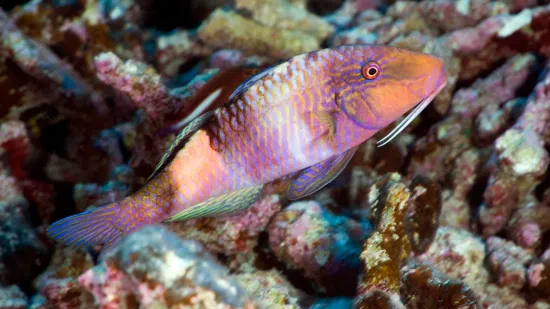 Manybar Goatfish - South Pacific