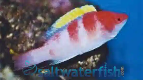 Yellow Fin Fairy Wrasse