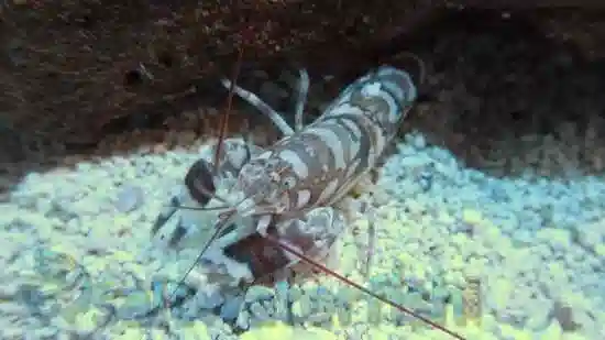 Pistol Shrimp: Tiger - South Asia