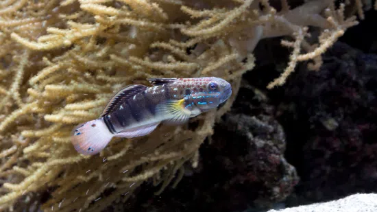 sleeper goby