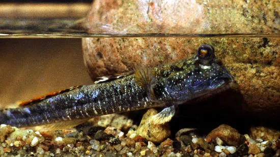 Mudskipper - South Pacific