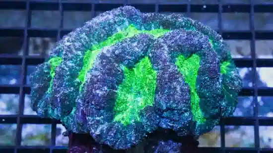 Symphyllia Brain Coral Dented Green - Aquacultured - Save 23%