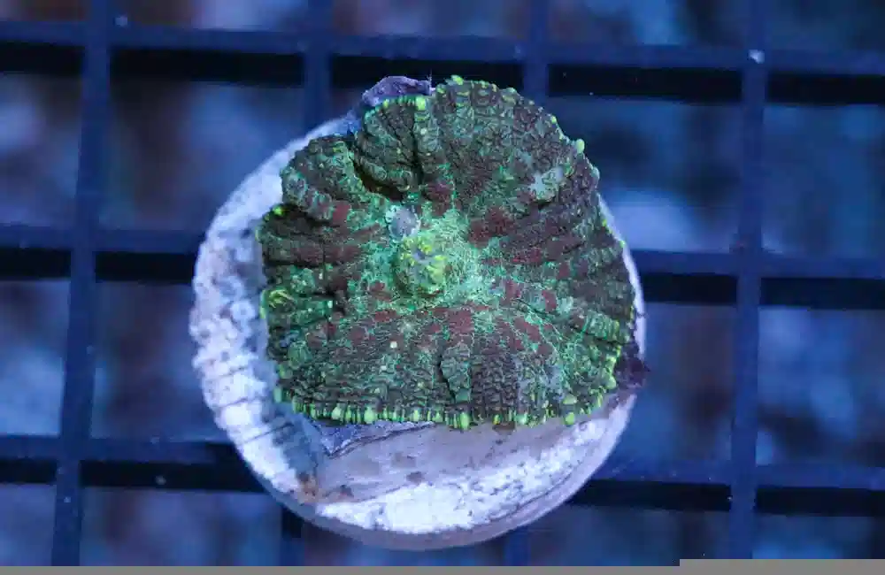 Bullseye Mushroom Coral: Red & Green - South Pacific