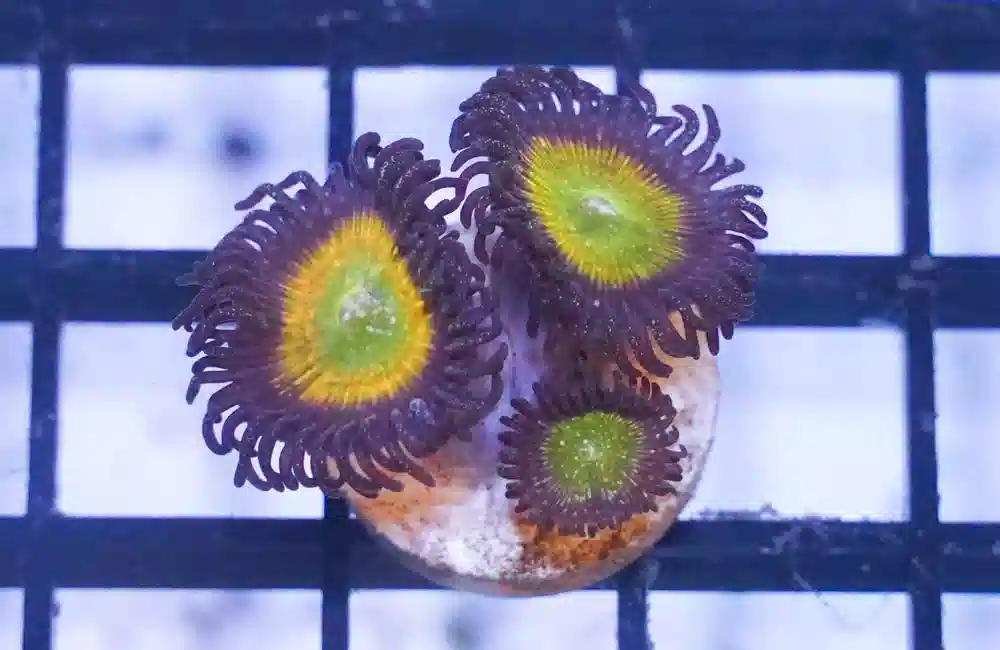 Zoanthid Funny D - Indo Pacific