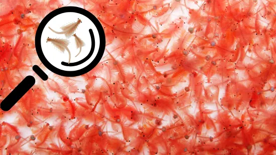 Artemia Brine Shrimp - Live - Save 24%