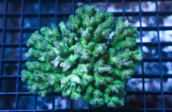 Pocillopora Coral Aquacultured: Green