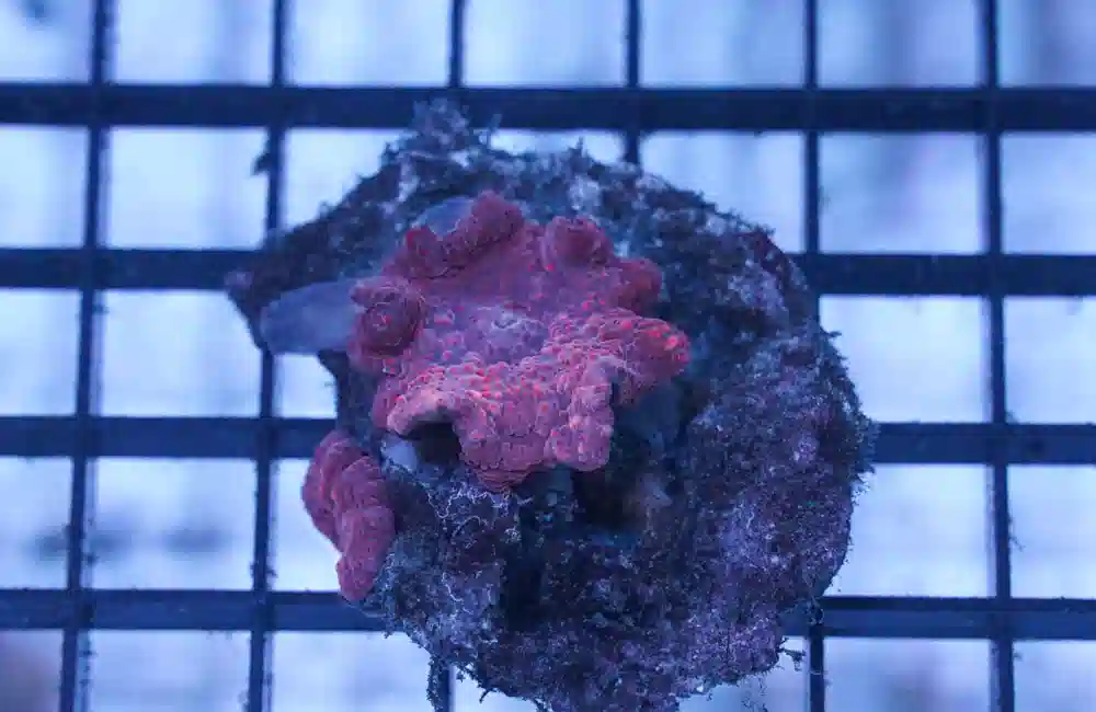 Mushroom Coral: Purple Speckled - Aquacultured