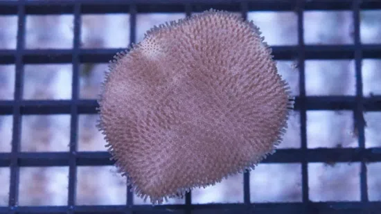 Toadstool Leather Coral: Mini - Indo Pacific