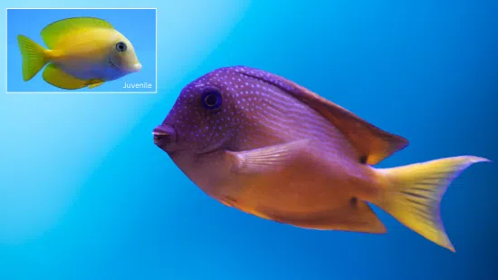 Short Tail Bristletooth Tang - South Pacific