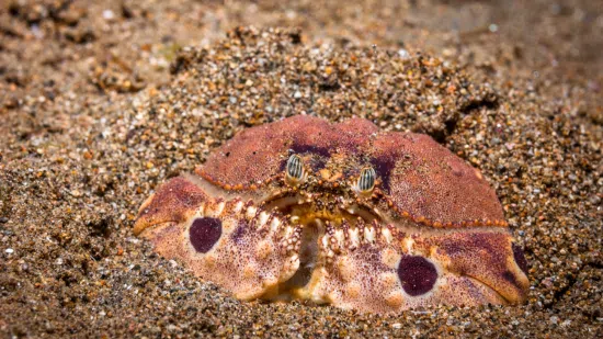 Shameface Crab - Atlantic