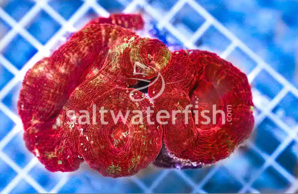 Acan: Orange/Red Eye