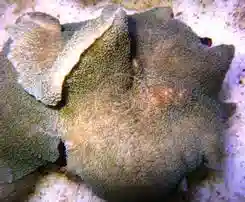 Mushroom Coral: Hairy - Australia