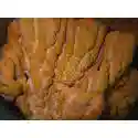 Elephant Ear Sponge: Orange