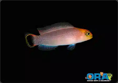 ORA Elongate Dottyback Captive-Bred