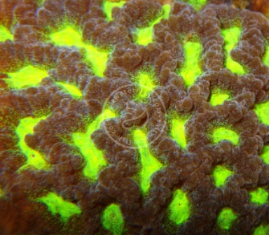 Brain Coral - Assorted Frag