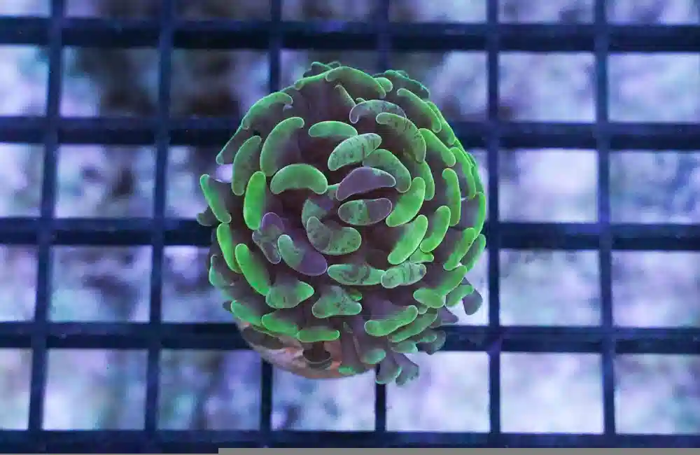 Hammer Coral: Branching Green/Purple Splatter