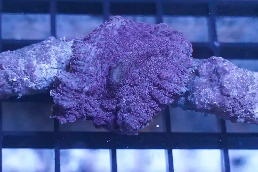 Mushroom Coral: Purple - Aquacultured