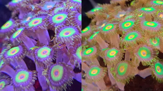 Zoanthid Rasta