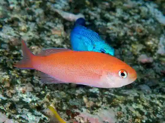 Waitei (Sherbert) Anthias - Marshall Island