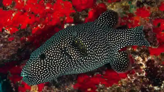 Blue and White Spotted Puffer 