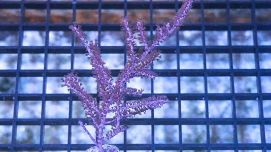 Purple Sea Plume Gorgonian - Caribbean