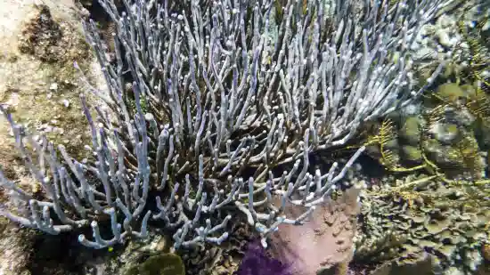 White Fan Gorgonian - Pacific