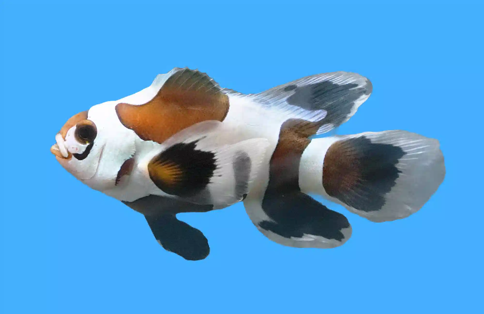 Longfin Black Storm Clownfish - Captive Bred