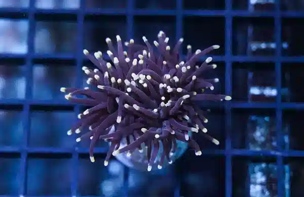 Torch Coral: Black w/ Orange Tips