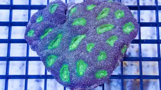 Acan Echinata: Neon Green Eye - Australia