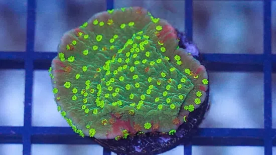 Plating Montipora Coral : Green/Red w/Yellow polyps - Aquacultured