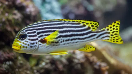 Yellow Banded Sweetlips 