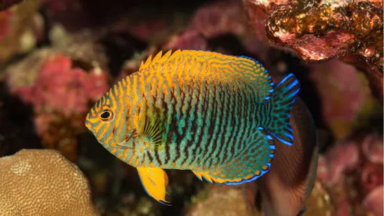 Potters Angelfish - Hawaii