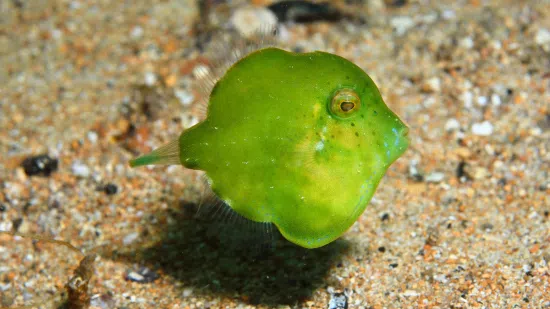 Pygmy Leatherjacket Filefish - Australia