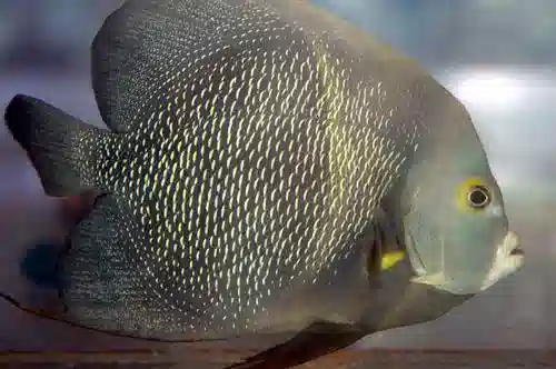 French Angelfish