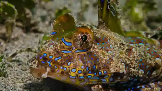 Fingered Dragonet