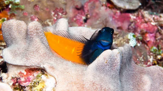 Bicolor Blenny - South Asia