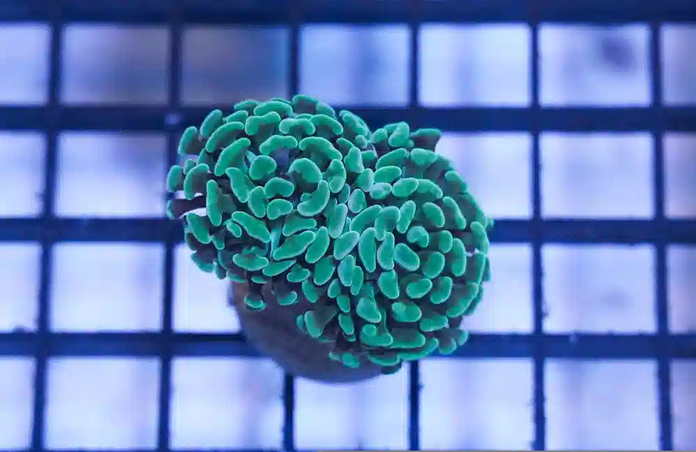 Hammer Coral: Green