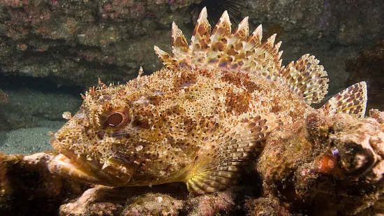 Scorpion Fish