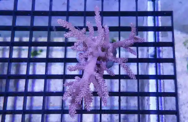 Blue Pineapple Tree Coral