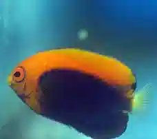 Flameback Angelfish  - Caribbean