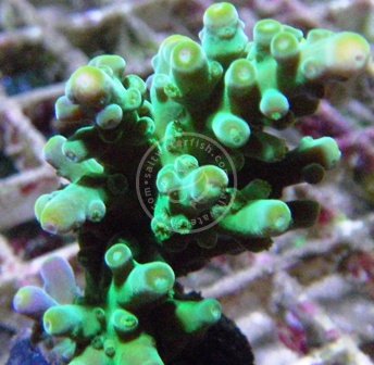 ORA Frogskin Acropora Coral