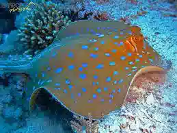 Blue Spot Stingray: Round