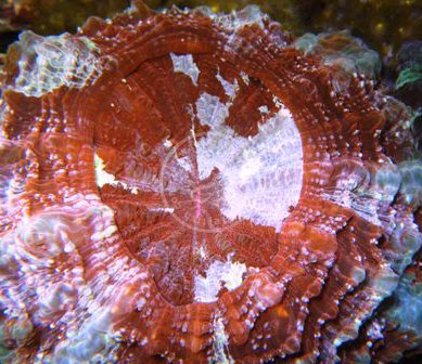 Premium Brain Coral - Assorted