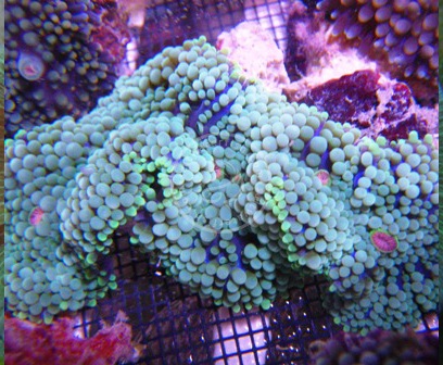 Reef Pack Plus w/ Coral Frag