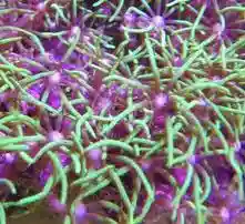 Star Polyp: Metallic Green